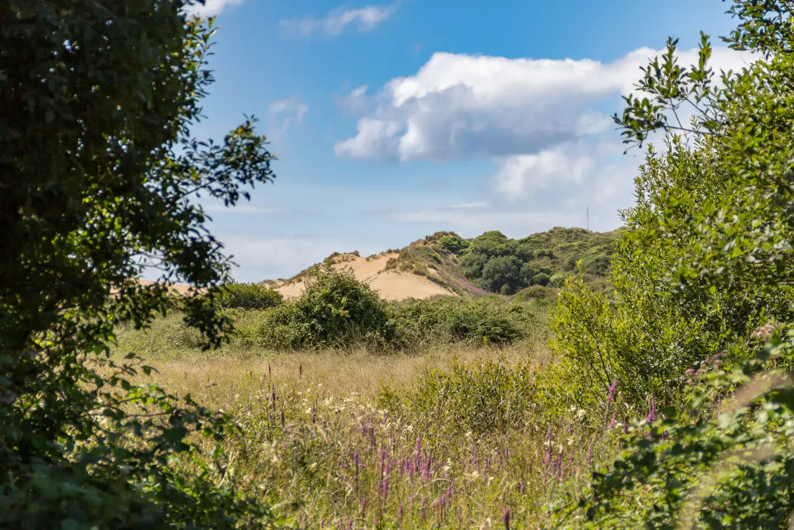Braunton Burrows in summer: a view between green shrubs across wild flowers and long grass to bare sand dunes under a blue sky with white clouds.